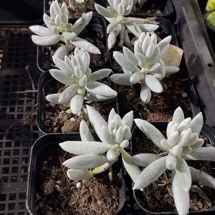 银月3.8带盆土发货