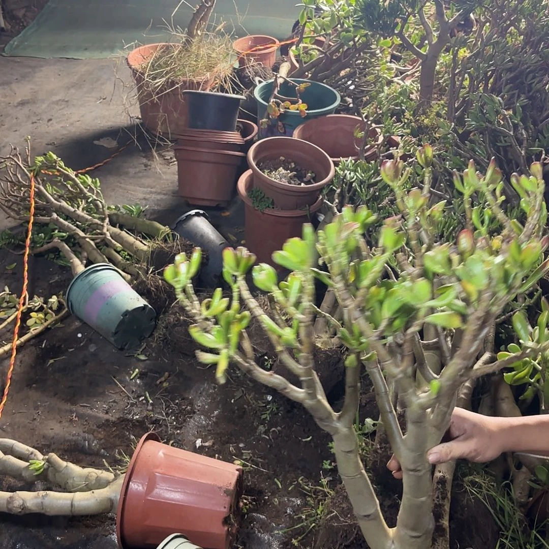 巴***一4116铲月吸财树带土球发货