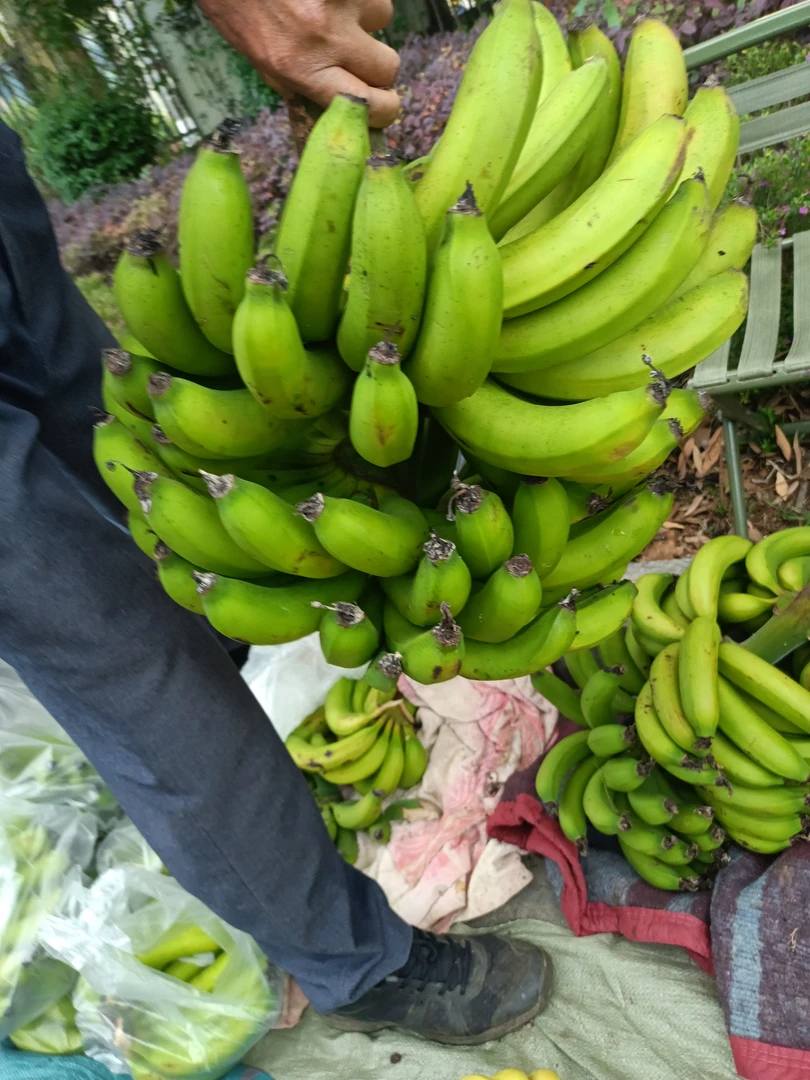 香蕉芝麻点香蕉农家大集现收