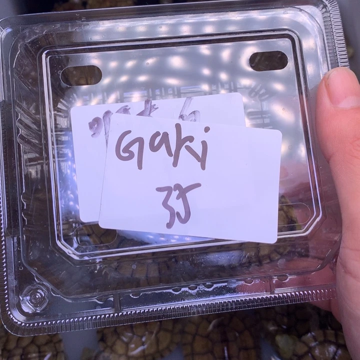 母宠物龟G****o1号