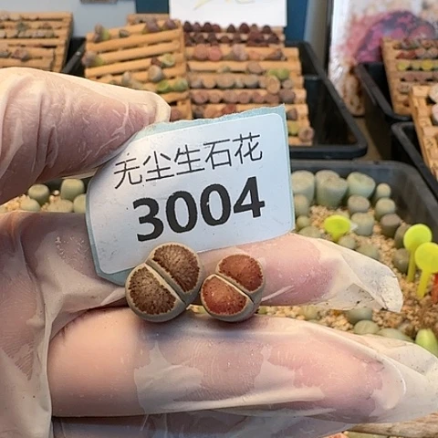曦****曦3004菊红窗菊花纹脱土发货