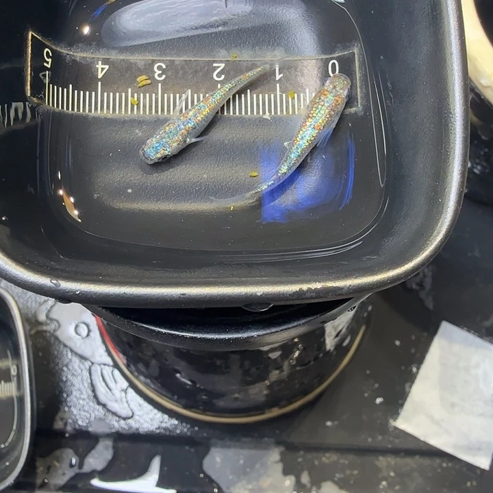 青鳉鱼21号拍品海王星