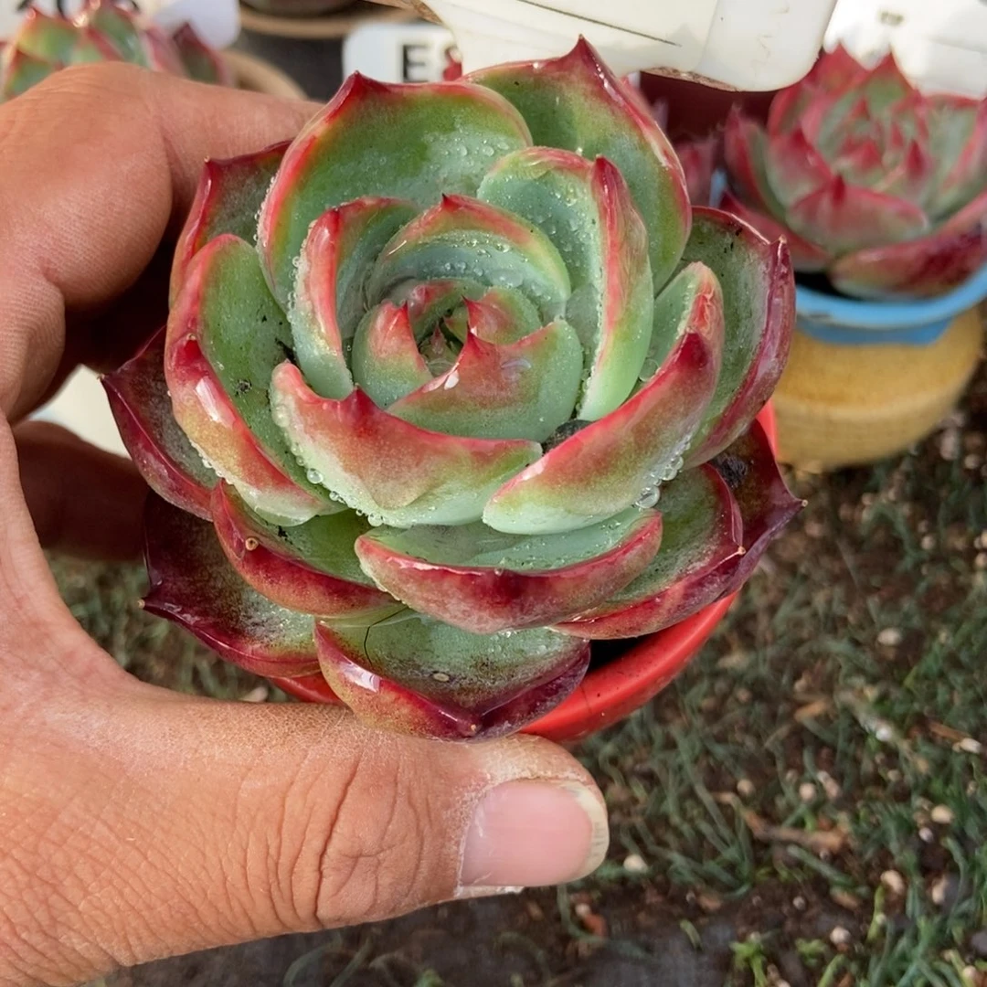 惊鸿一瞥，828号多肉