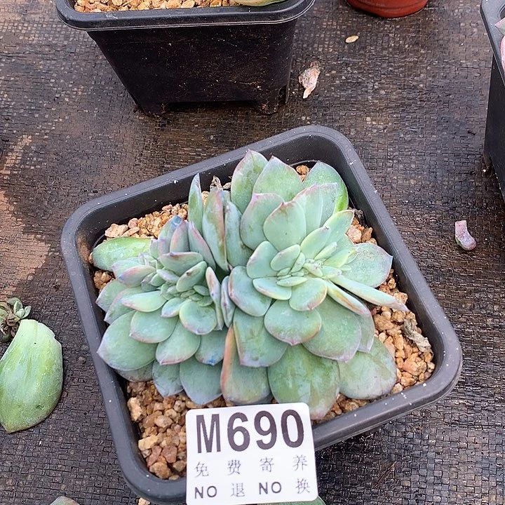 白凤缀化 默认侧切