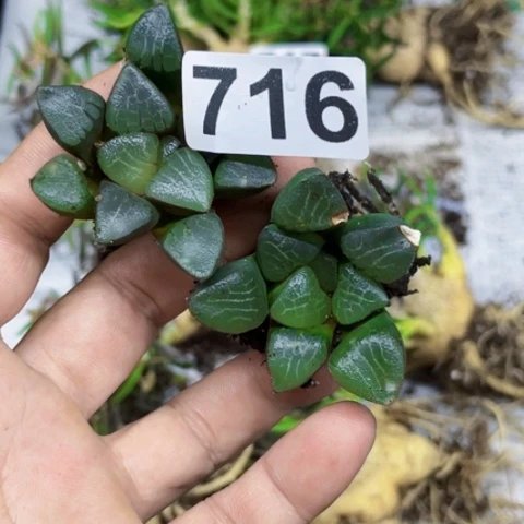 716丘比特一物一图如图