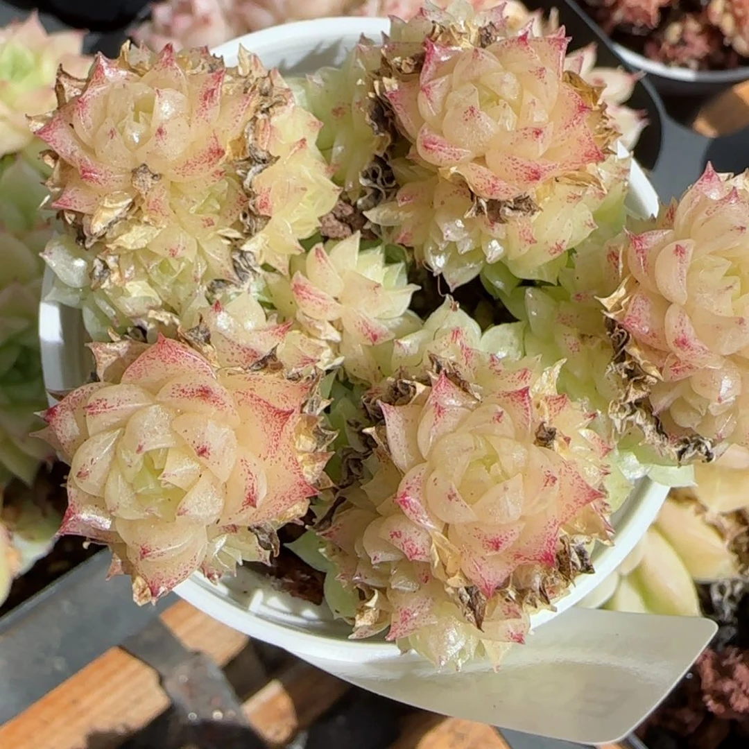 花语逸镜0226-254