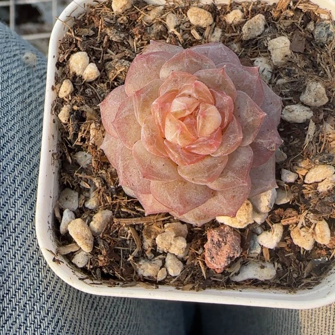 多肉小卡拉米糖心一物一拍