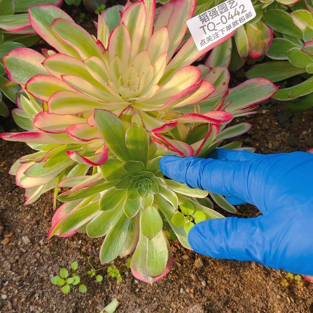 海王多肉植物二号442