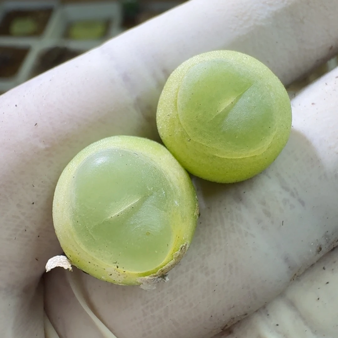 11-20-103拉登1473.19