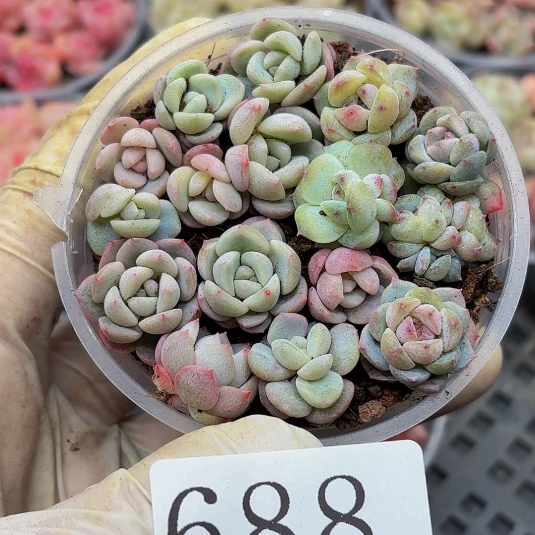 多肉植物多肉植物688