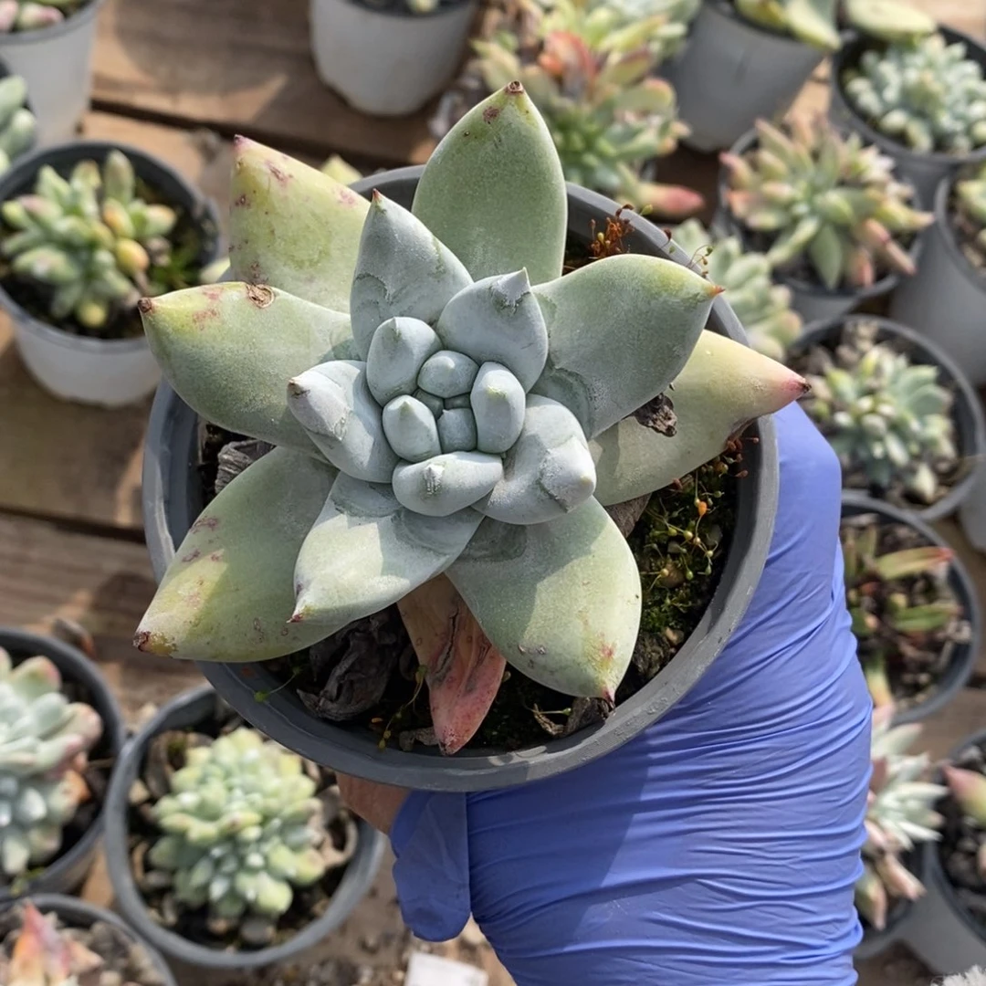 1968拇指哈哈哈哈哈哈哈