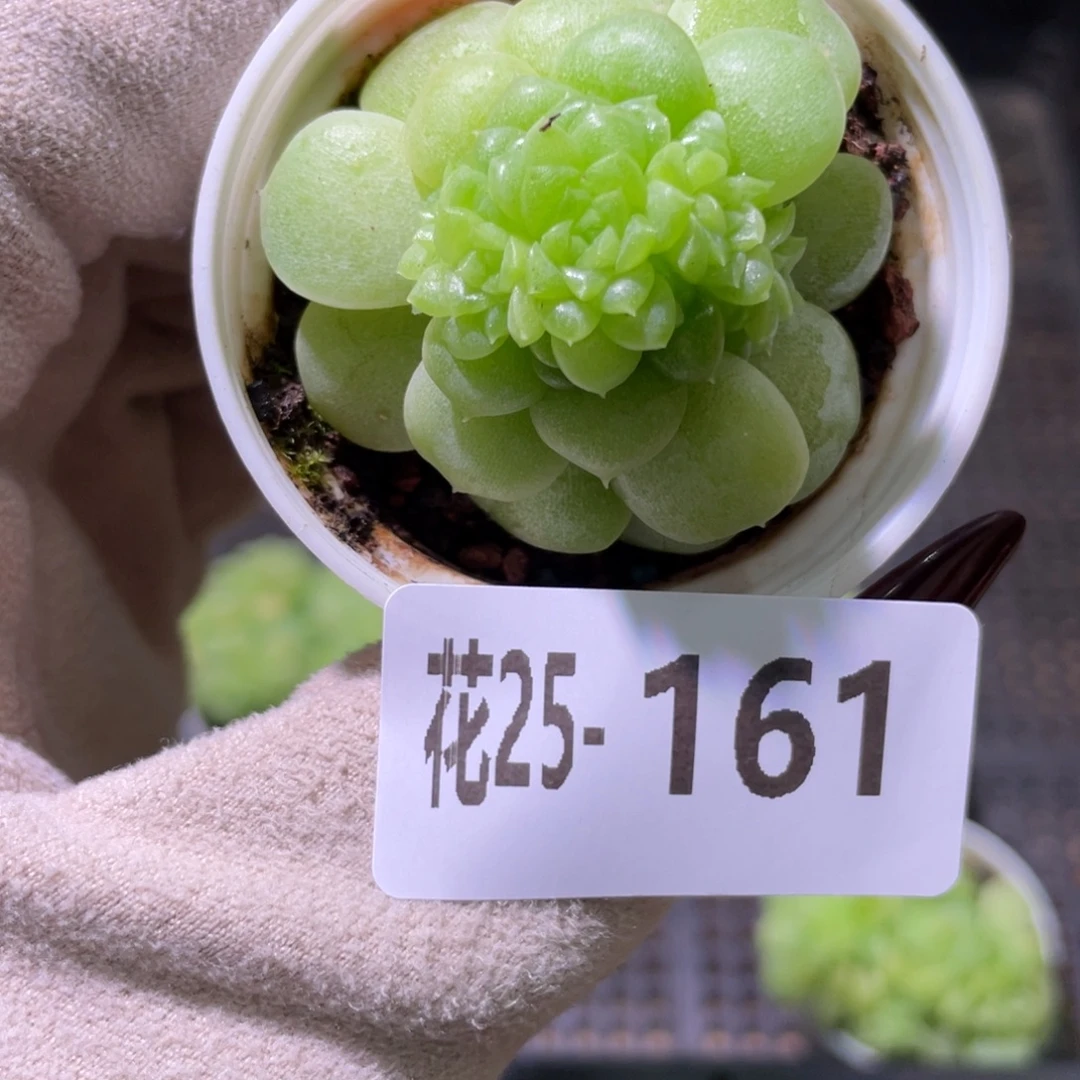 花利美25-161麦秆