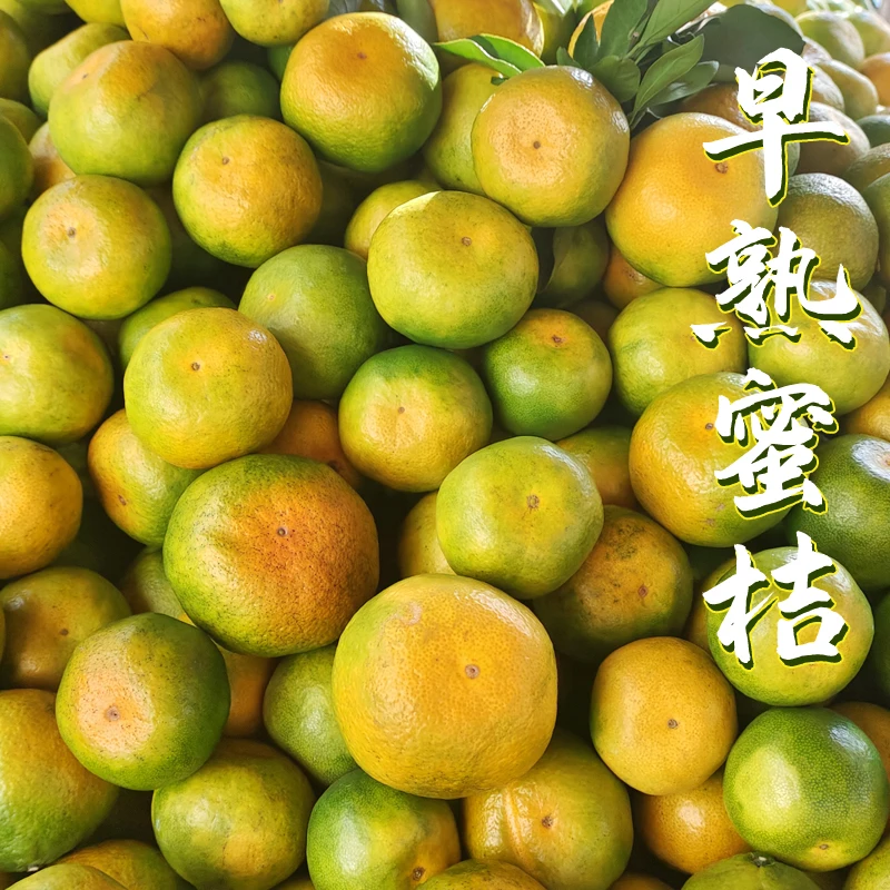 正宗早熟蜜桔湘西现摘青皮蜜桔酸甜多汁新鲜应季孕妇水果柑橘桔子