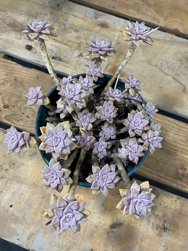 【任意两单包邮】阿伦培老桩群生20厘米多肉植物，脱土发货