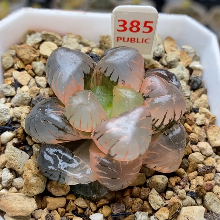 385号孔明灯玉露锦