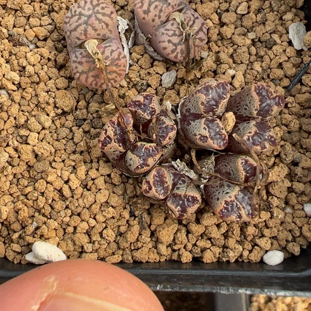28-08肉锥多肉植物