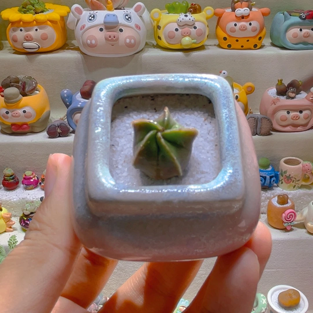 047鸾凤玉锦带盆带土