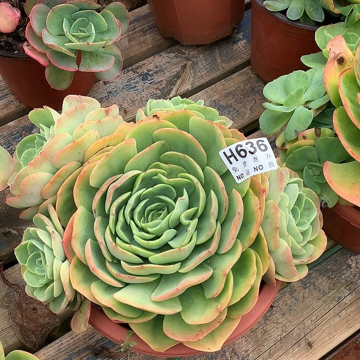 杂交大群 非偏远38包邮 节后发