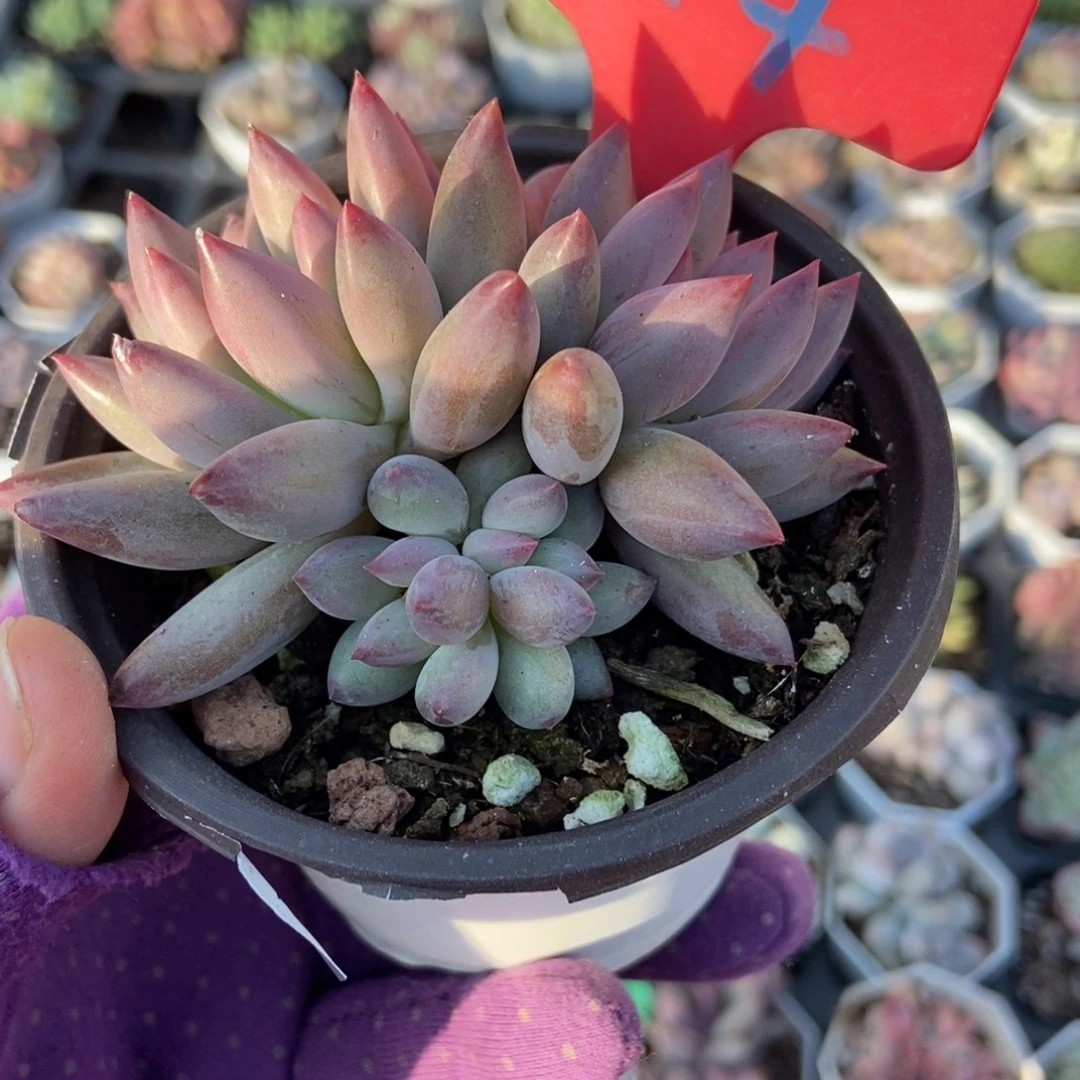 814虞美人多肉植物