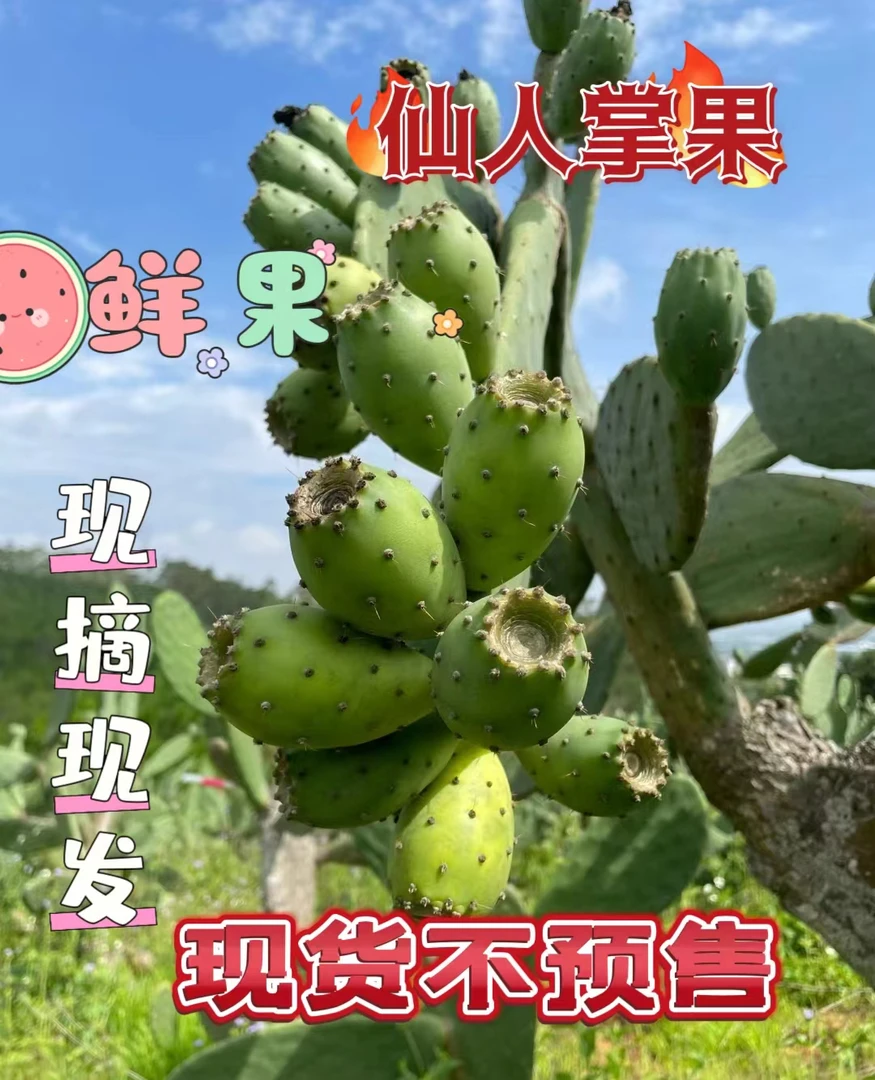 云南高原新鲜白心野生仙人掌果实仙桃稀奇古怪饮品水果顺丰包邮