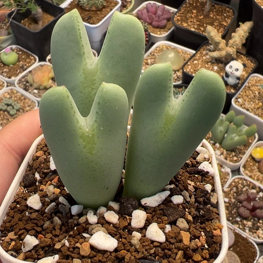 852多肉植物种类多样