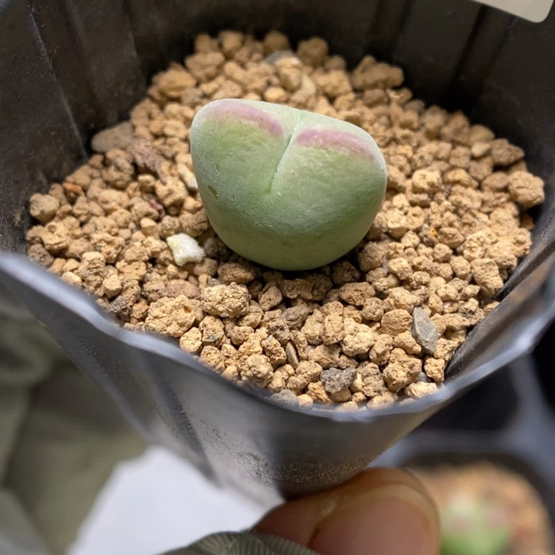 多肉植物肉锥杂交K-3353