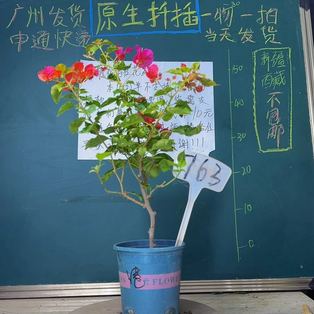 当前无花栽培后可以开花  香港丽人  763