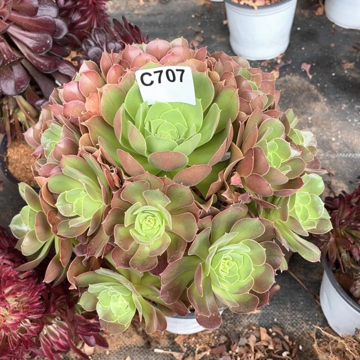 707号玫瑰法师群生老桩