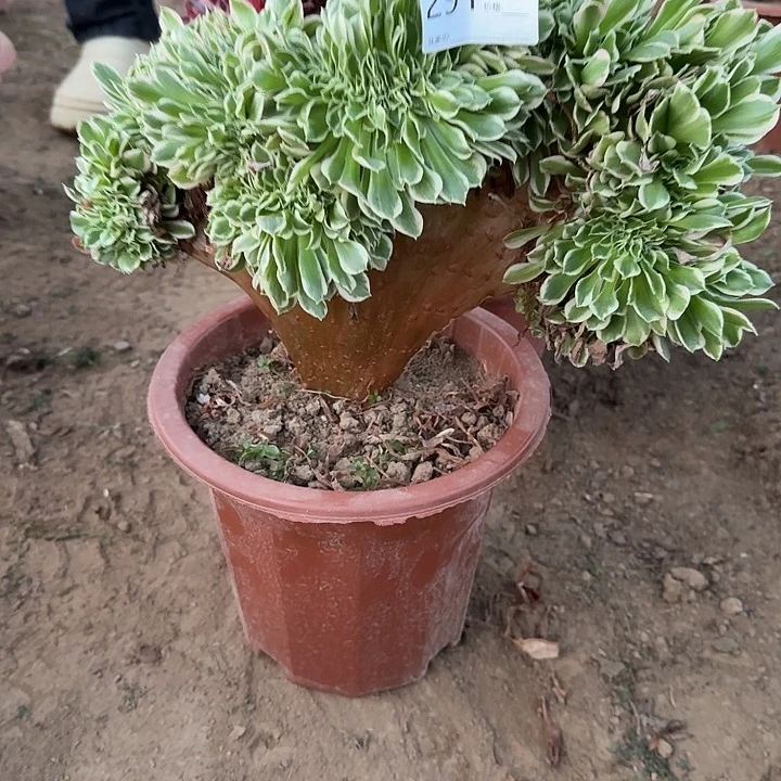 迈巴赫缀291号一物一拍