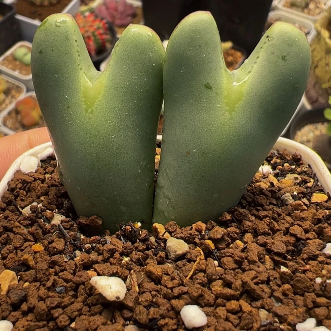 251多肉植物种类多样