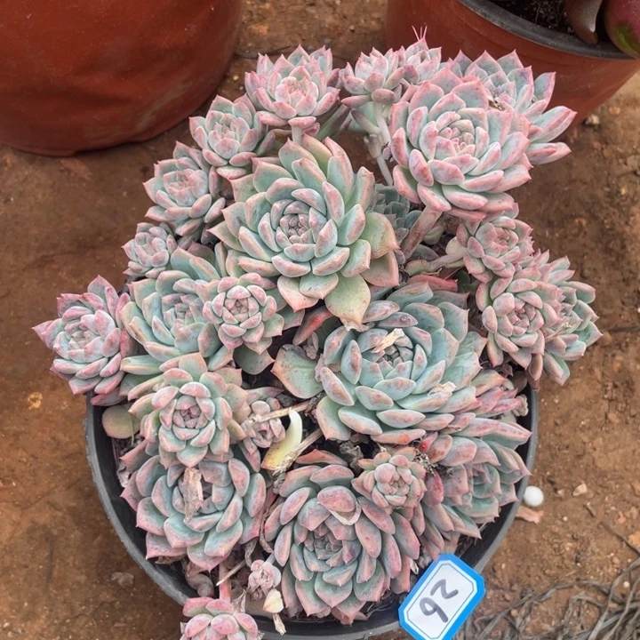 26霜花一物一拍多肉