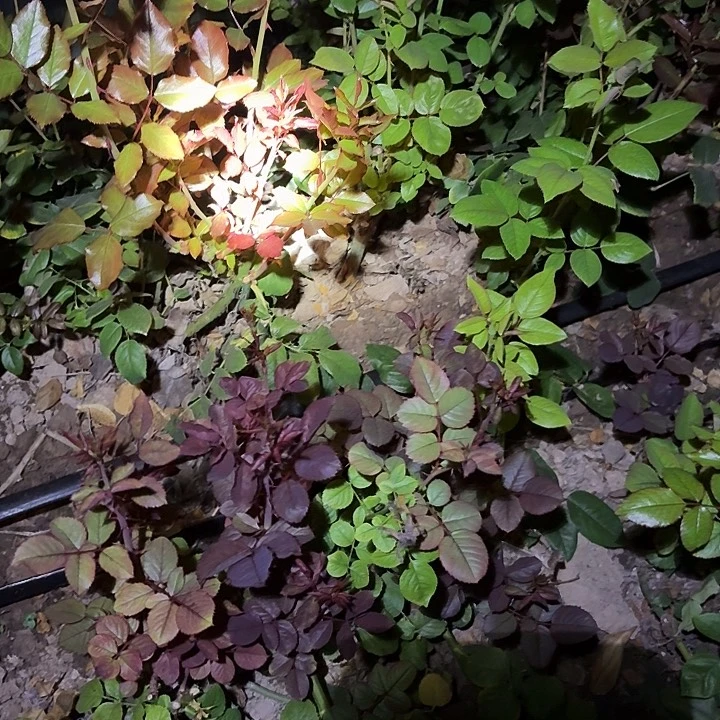 无花朵上流社会一棵