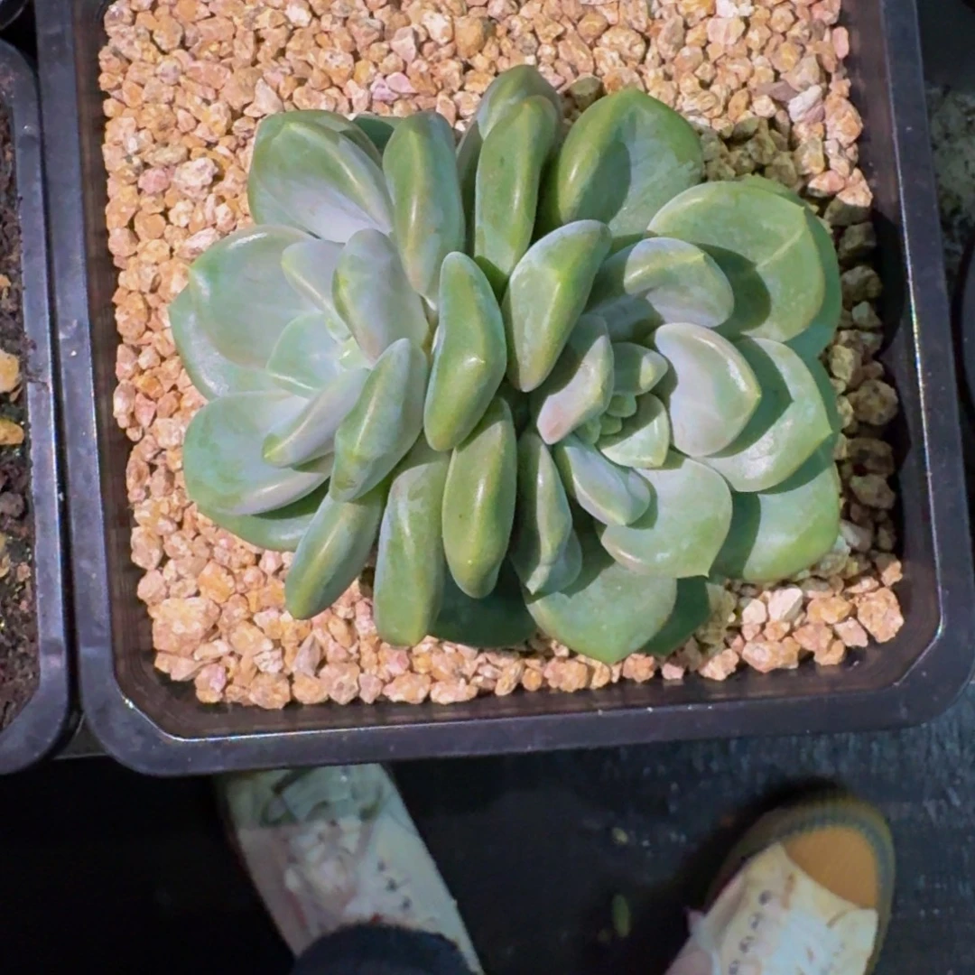 芒果冰 双头 一物一拍