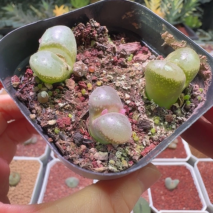 风铃。              294