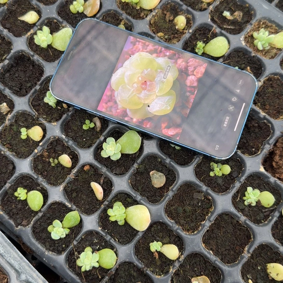 若梦中苗穴一个满25包邮