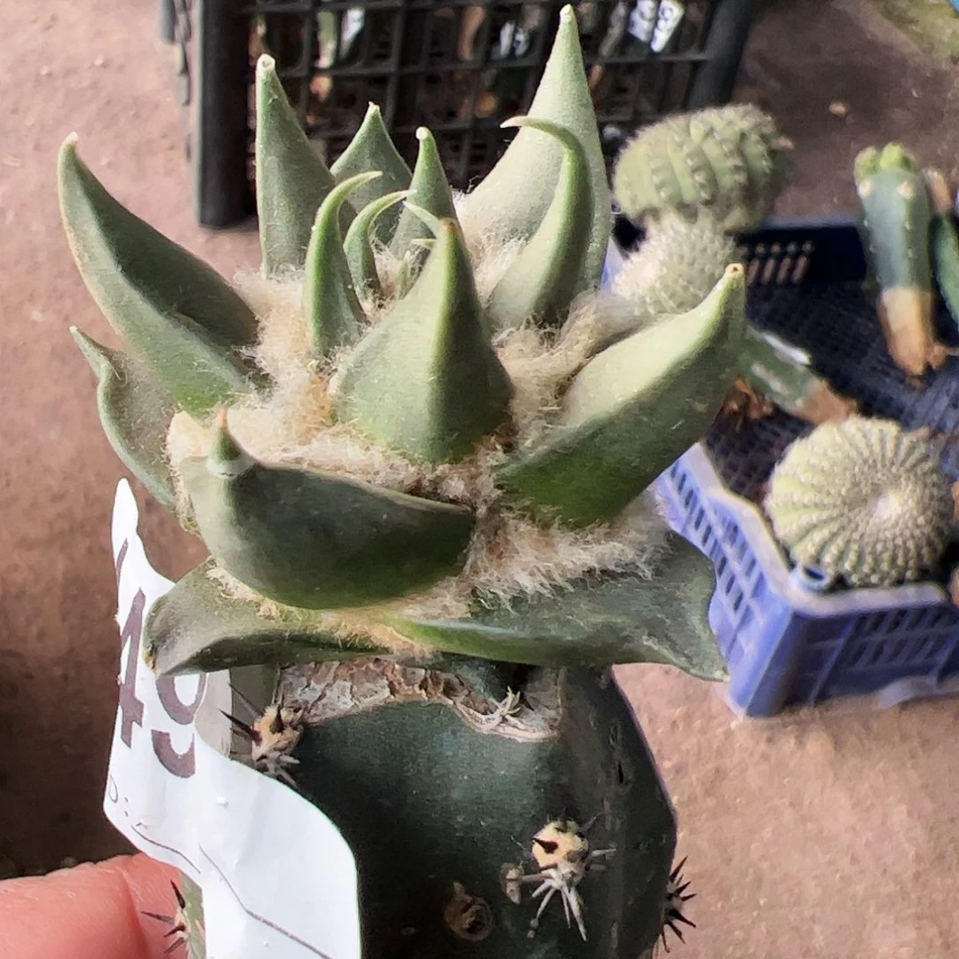 龙芽牡丹仙人球449