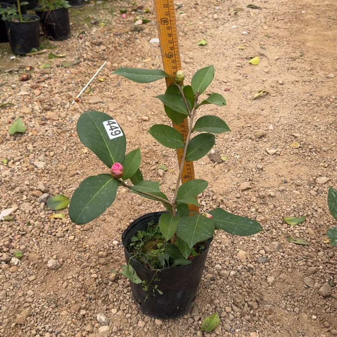 少量花朵（建议范围：2朵-5朵 或40%以下）449姚黄