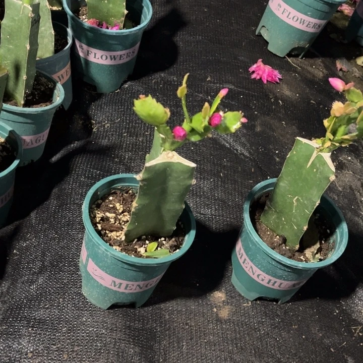 清***阳70号079重瓣，6666