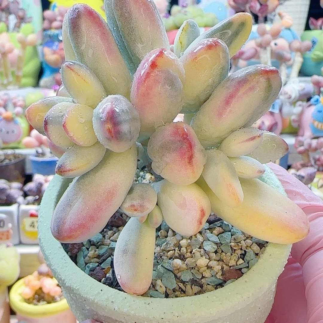 L 乒乓福娘锦 盆口6cm