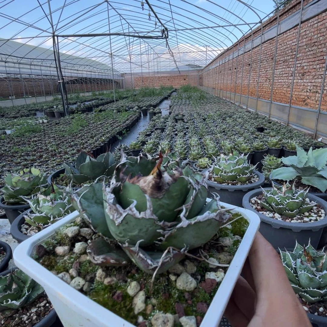 龙舌兰仁王冠白鲸