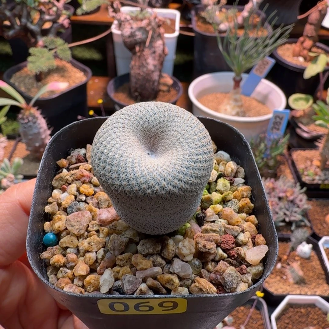 实生小人帽069 仙人掌