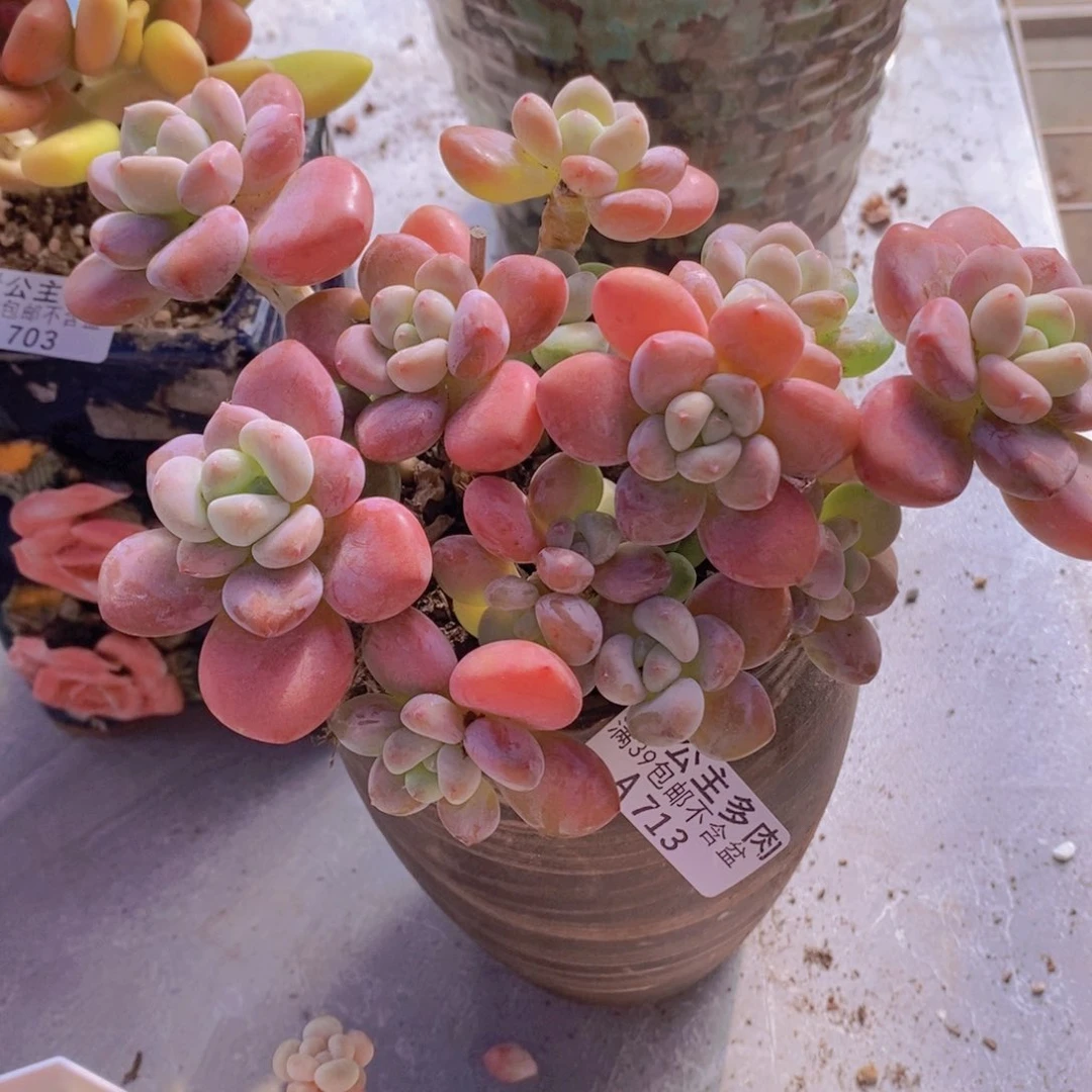 樱花洛神16cm713多肉酱