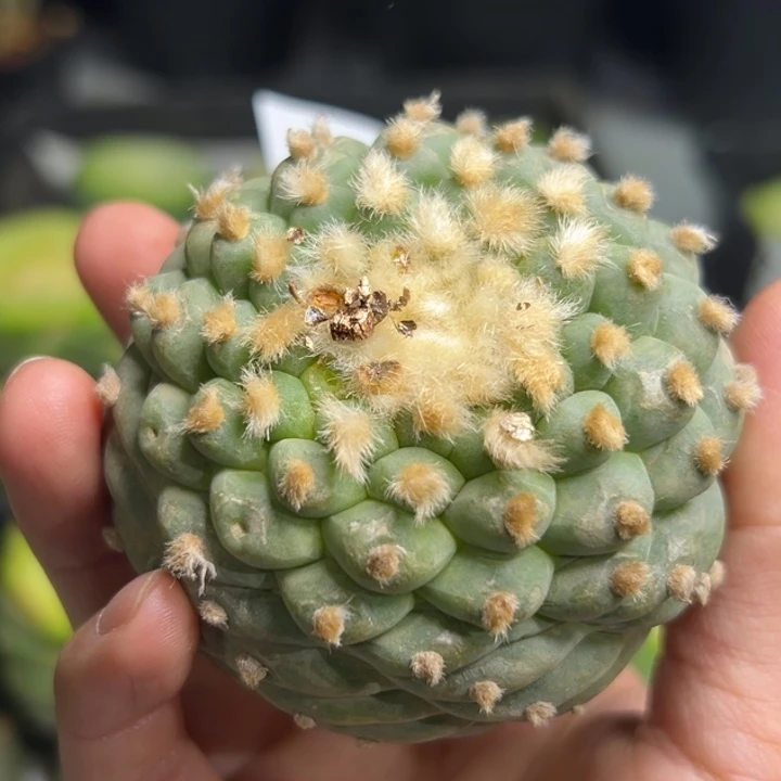 9*243 可帮发根可发货