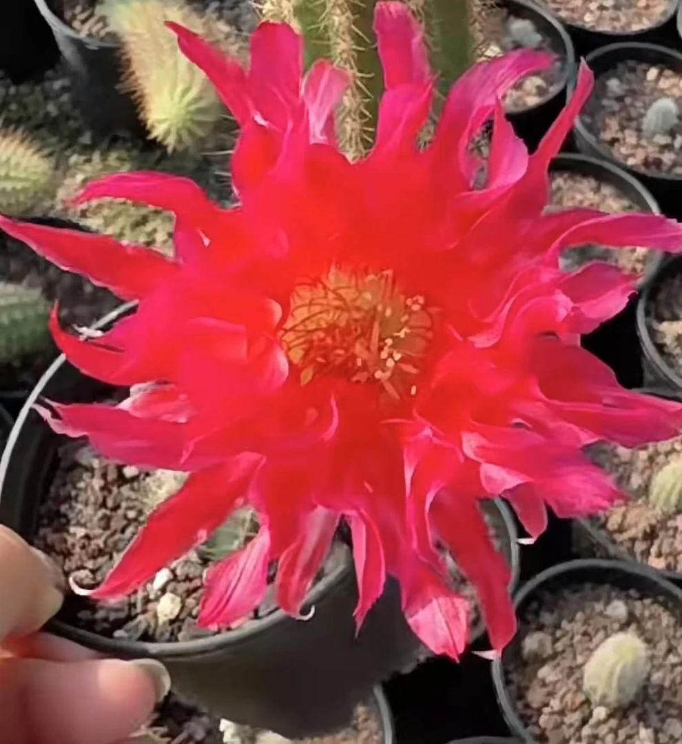 火热星芒  仙人球夏型种绿植盆栽桌面阳台办公室摆件