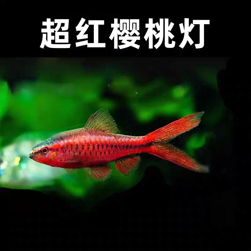 长尾灯鱼红玫瑰鱼水草缸群游热带淡水群游活体鱼小型观赏鱼