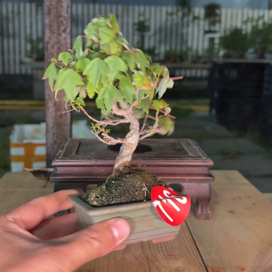 拌**壹大棚转让716号