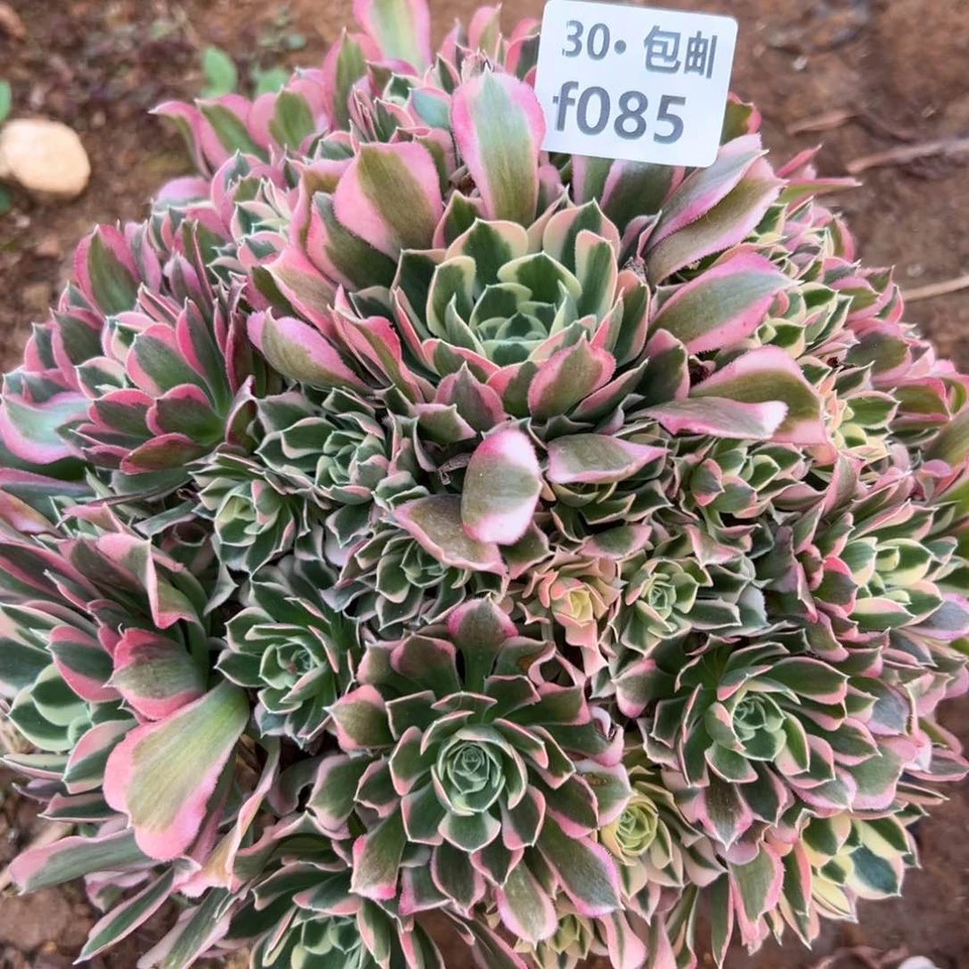 085 多肉法师雨花石