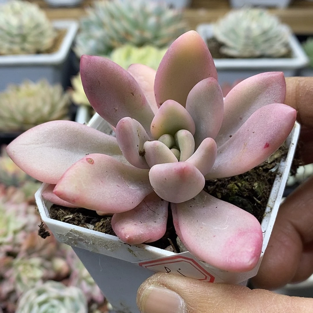 2495 桃花源覆轮锦