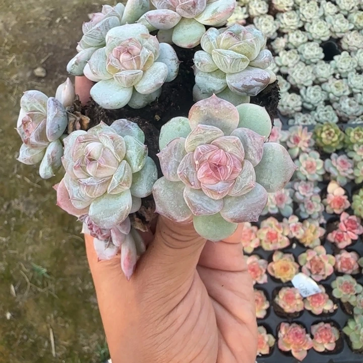 优选不知名779号