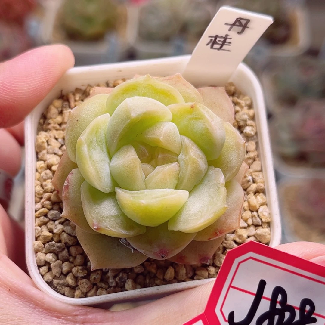 J80一物一拍 丹桂